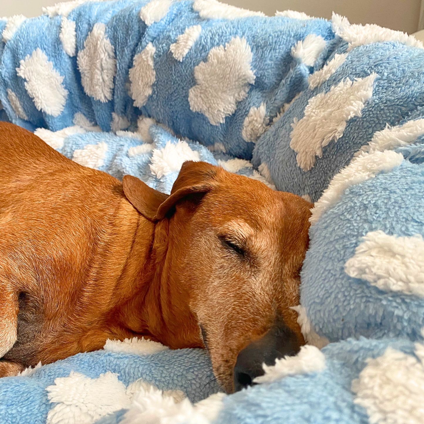 Dream Maker Pet Bed 🐾