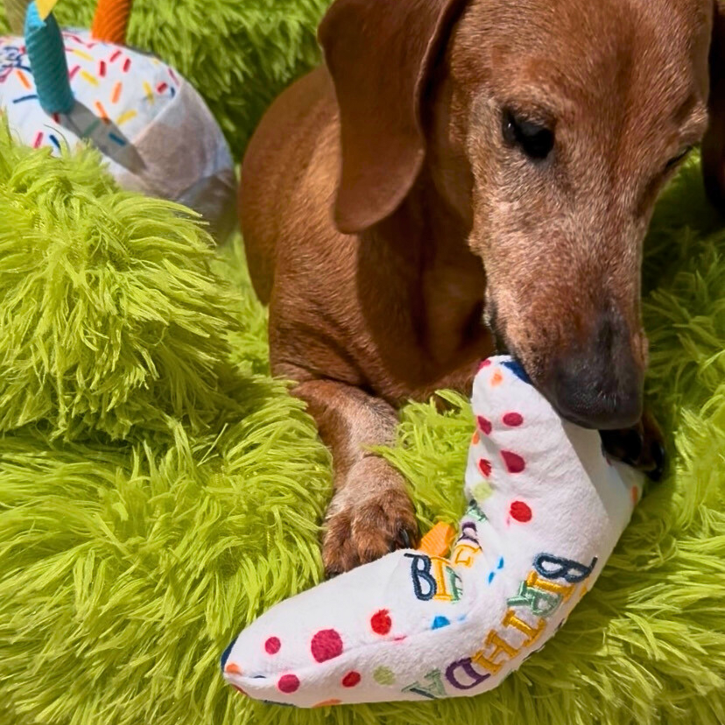 Bark Day Celebration Toys 🐾