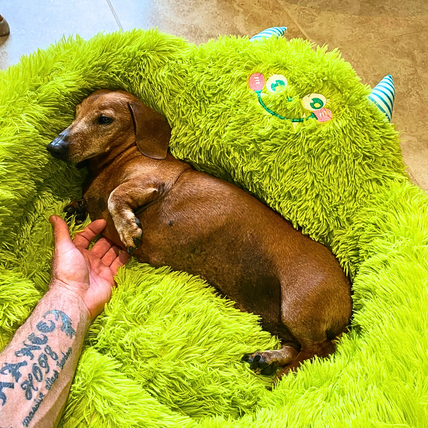 Boo Snug Relaxation Bed 🐾